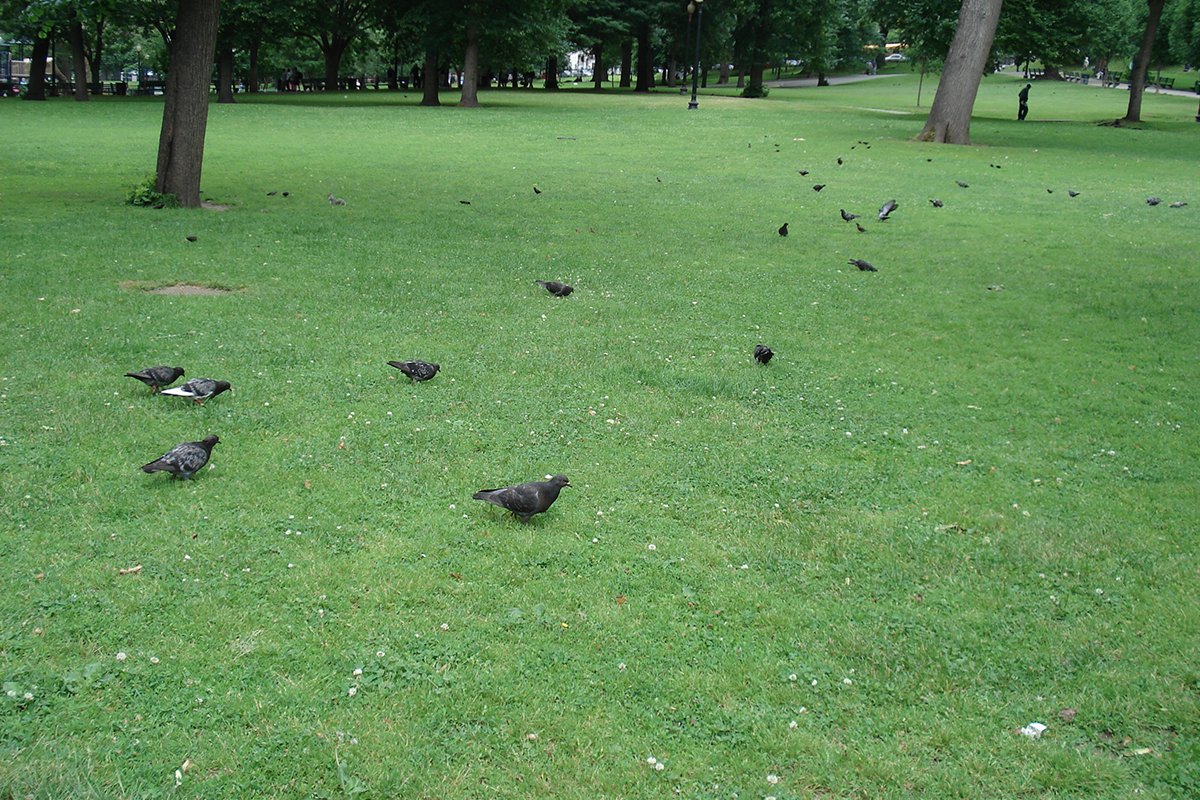 photograph of pigeons eating on a lawn