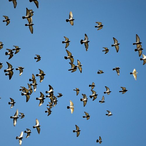 photograph of pigeons flying