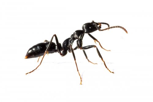 close up photograph of a black ant