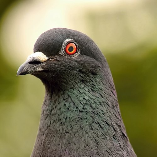 close up photograph of a pigeons head