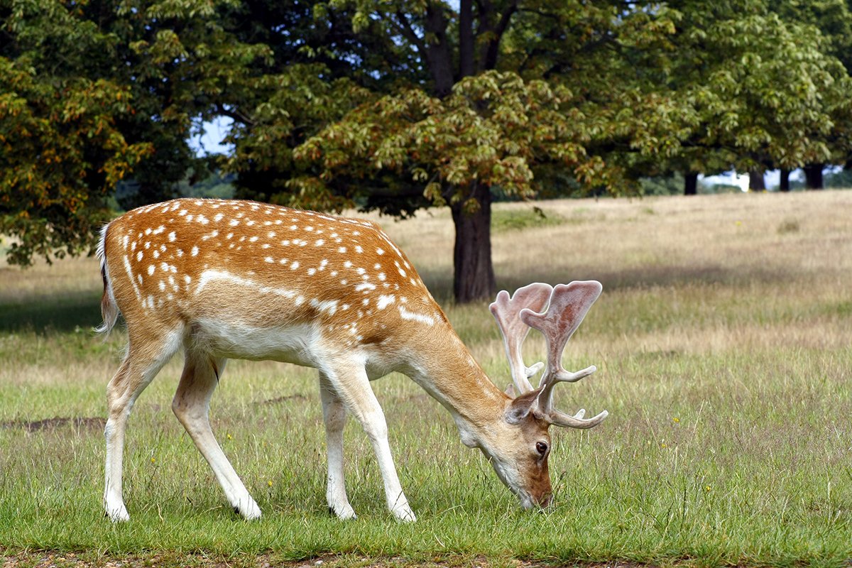 photograph of a male fallow-deer