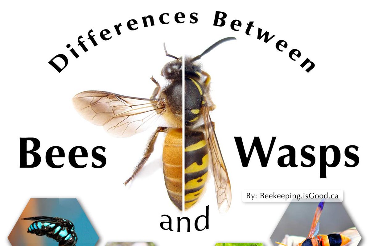 Graphic illustration showing the differences between bees and wasps.  This file is released under the Creative Commons BY-NC-SA license by beekeeping is Good ca