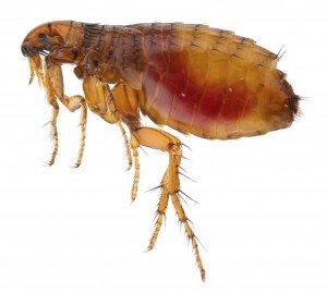 A M Pest Control-fles-control-lydney