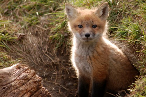 photograph of a fox cub