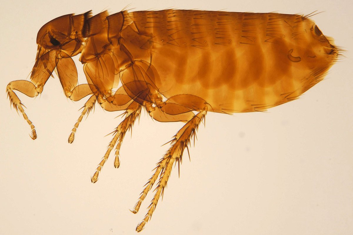close up photograph of a female flea