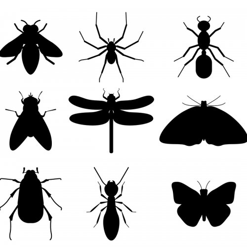 graphic design of insects as silhouettes 