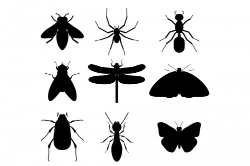 graphic design of insects as silhouettes 