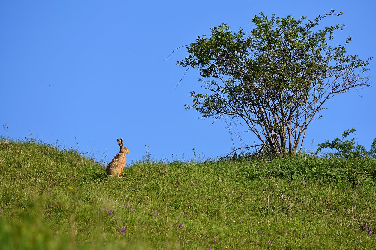 photograph of wild rabbit and tree by Montypeter - https://monty-photography.webnode.cz/