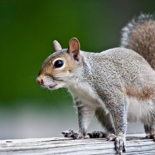photograph of a grey squirrel