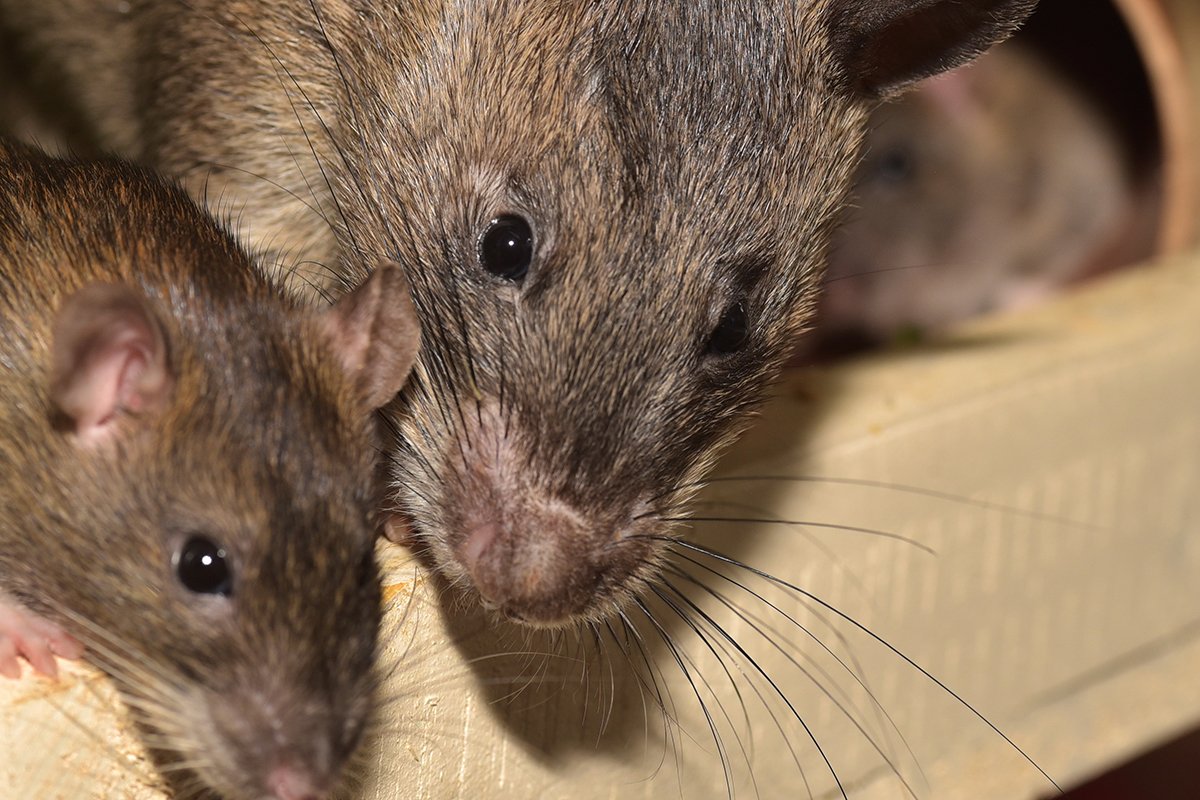 close up photograph of two rats
