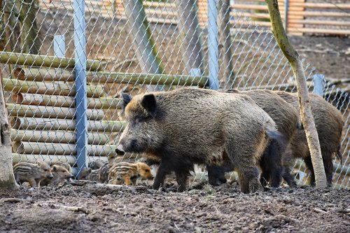 captive wild boar with youngsters. photo by  Montypeter - https://monty-photography.webnode.cz/
