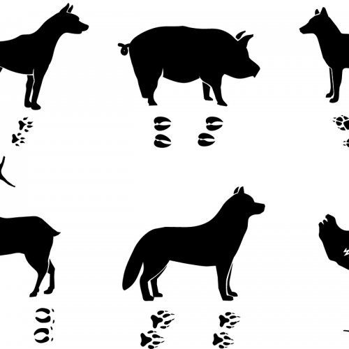 Silhouette of Animals and their Tracks