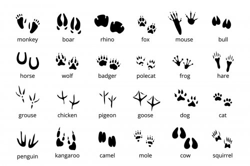 Silhouette of Animal Tracks representing different animals and birds