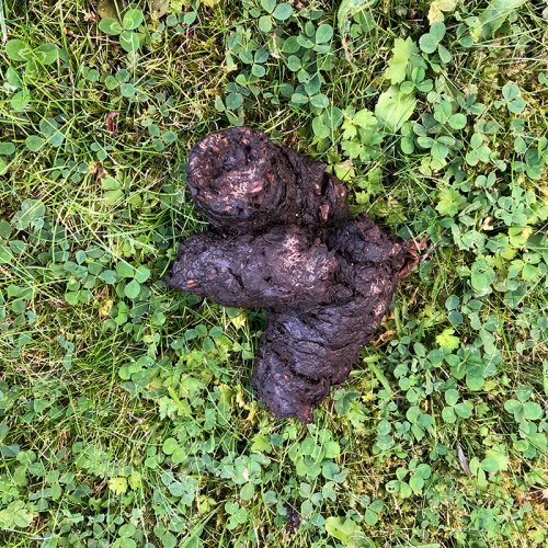 photograph showing wild boar poo