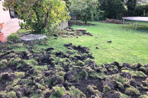 photograph showing damage to a lawn caused by wild boar