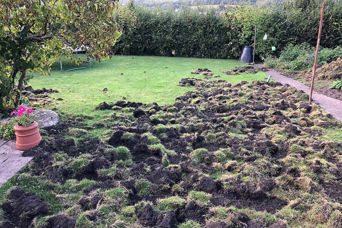 photograph showing damage to a lawn caused by wild boar